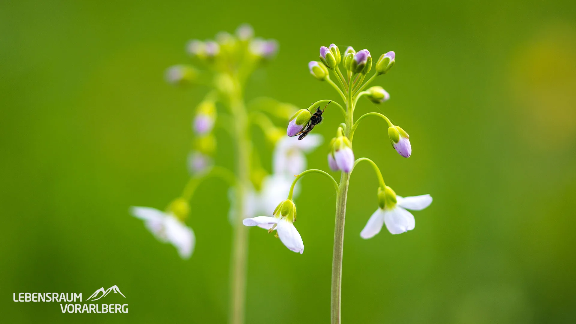 Wiesenschaumkraut